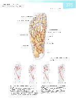 Sobotta  Atlas of Human Anatomy  Trunk, Viscera,Lower Limb Volume2 2006, page 382